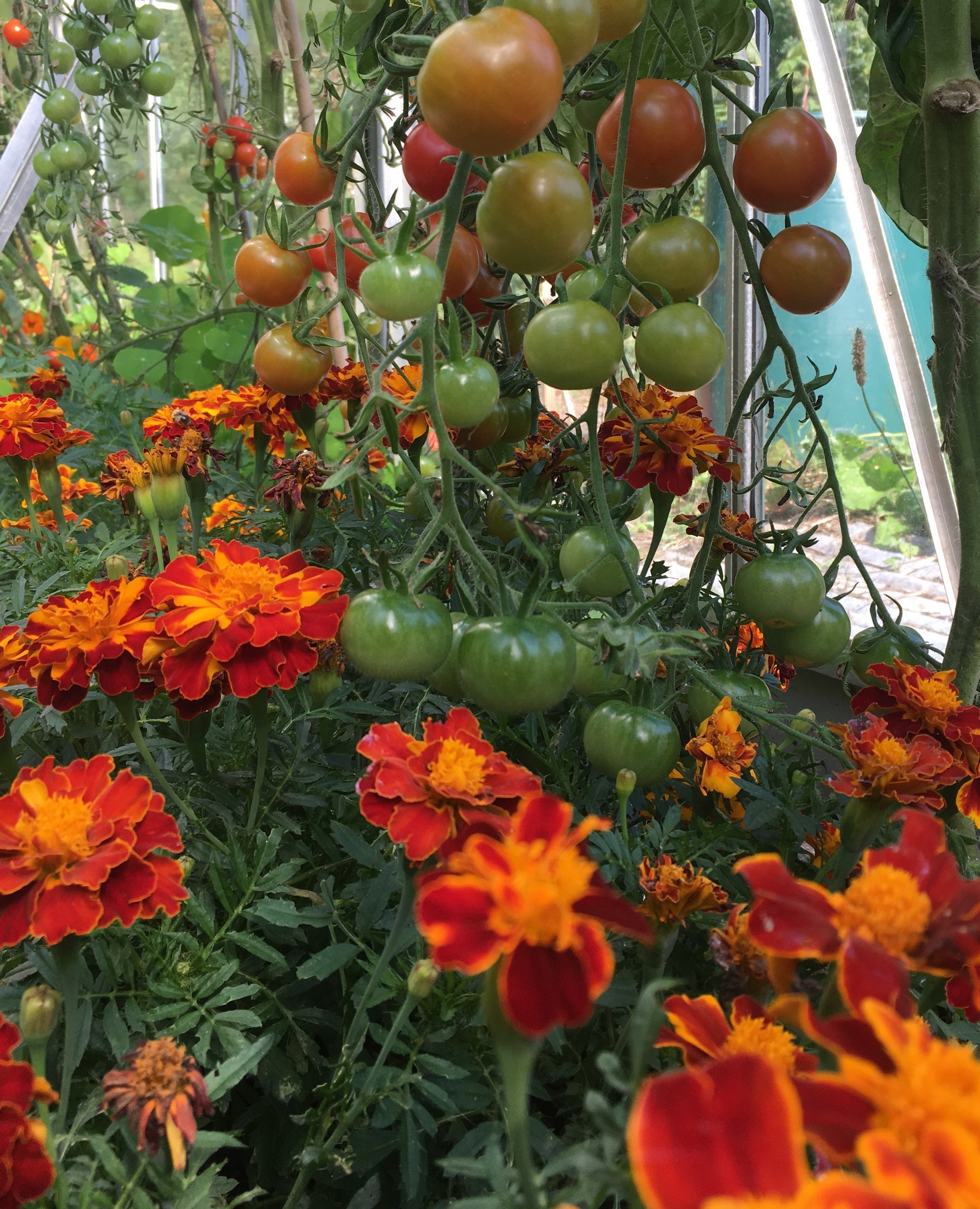 Tomatoes Love Marigolds